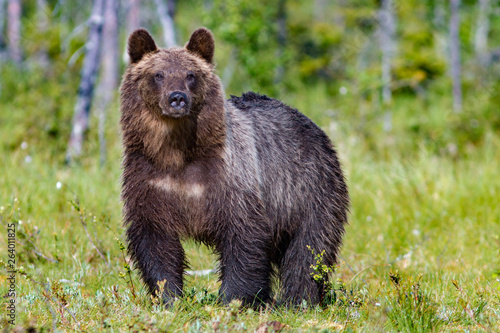 Big brown bear in summer forest