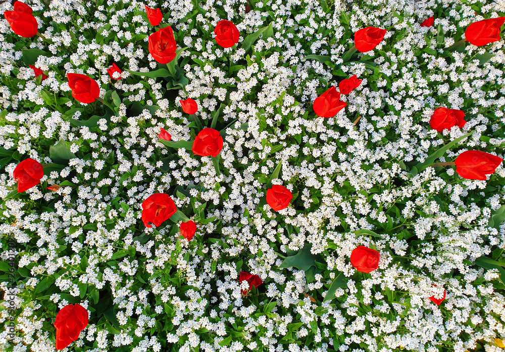 Flower carpet in the garden Flower carpet in the garden