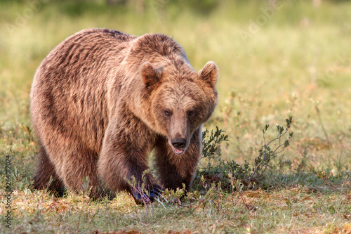 Brown bear in sunshine in s...
