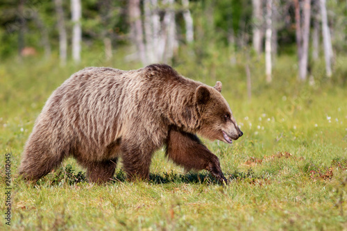 Brown bear walking in summer forest