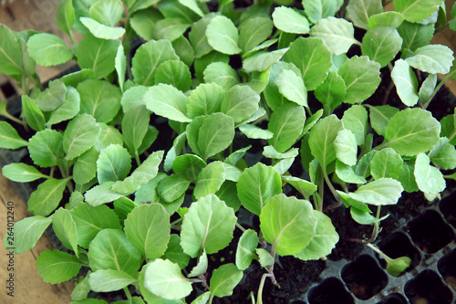 green plant in a pot. Seedlings of early cabbage in pots in the cassette