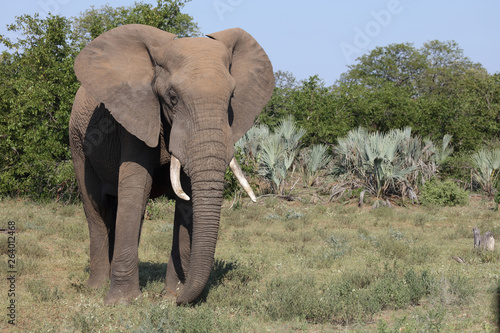 Afrikanischer Elefant   African elephant   Loxodonta africana