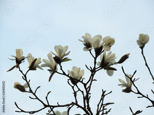 Magnolia denudata during flowering. Spring