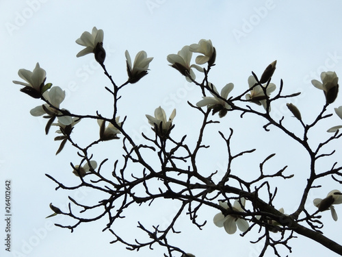 Magnolia denudata during flowering. Spring