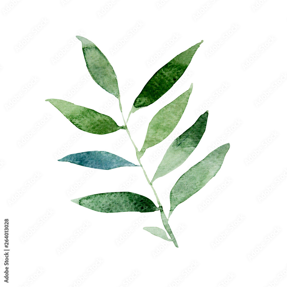 tea, watercolor, leaf, leaves, green, watercolour, background, water, white, color, tree, leave, hand, isolated, illustration, leafs, closeup, design, fresh, real, food, drawn, sketch, plant, herb