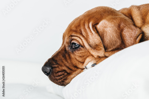 kleiner Hund Rhodesian Ridgeback Welpe klein niedlich Kopf Portrait, reinrassiger Rassehund legt seinen Kopf niedlich in Falten, rotbraune Schönheit, Hund im Fotostudio vor weiß, Copy Space photo