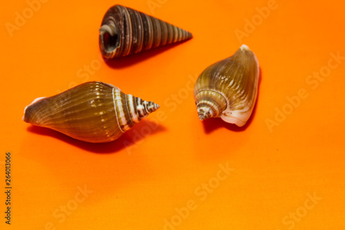 sea shell on orange background