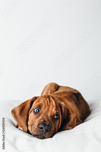 niedlicher kleiner Hund Hundewelpe Rhodesian Ridgeback im Fotostudio; liegt auf einem großen Kissen und schaut niedlich mit gerunzelter Stirn, hübscher Welpe, krause Stirn