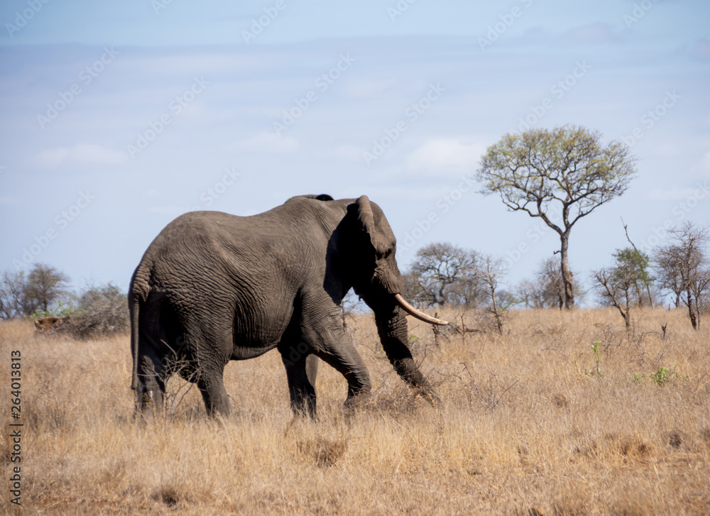 African Elephant Bull African Elephant Bull