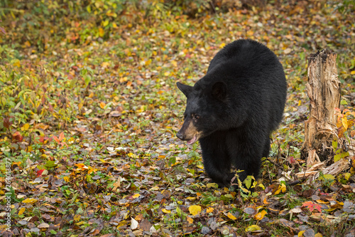 Black Bear (Ursus americanus) Steps Forward Amongst Leaves Autumn