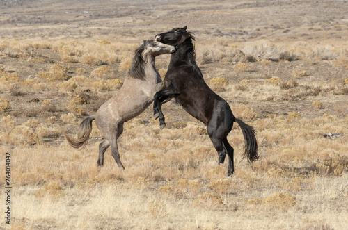 Pair of Wild Horse Stallions Fighting