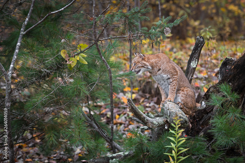 Bobcat (Lynx rufus) Sits on Root Bundle Looking Left Autumn © geoffkuchera
