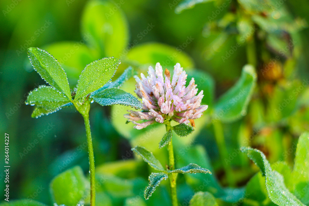 Wild meadow clover flower Wild meadow clover flower