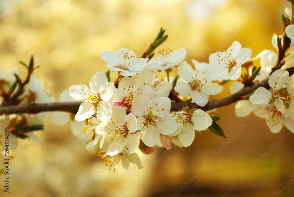 Obraz premium blooming tree branch