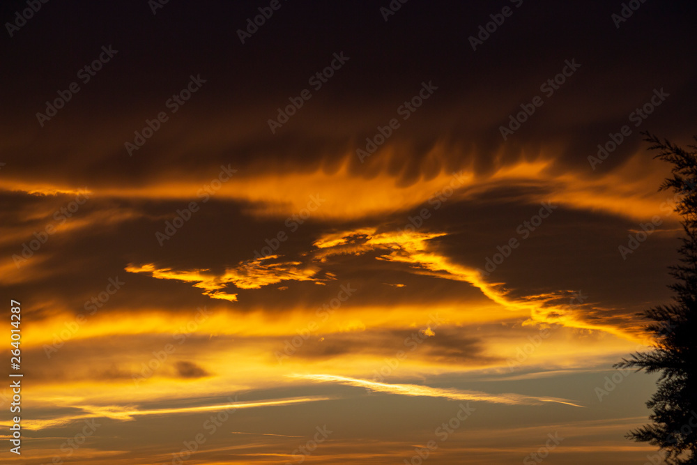 Fototapeta premium Beautiful winter sunset over conifer hedge branches in Krum, Southern Bulgaria