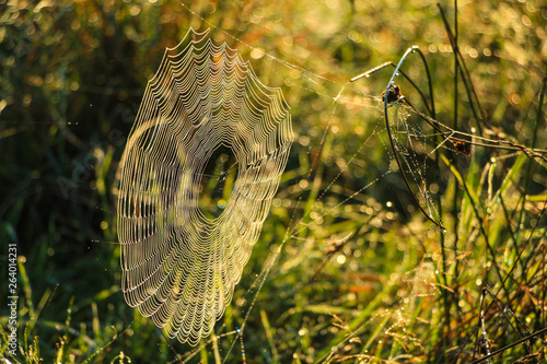 Spider's web against sunrise in a meadow photo