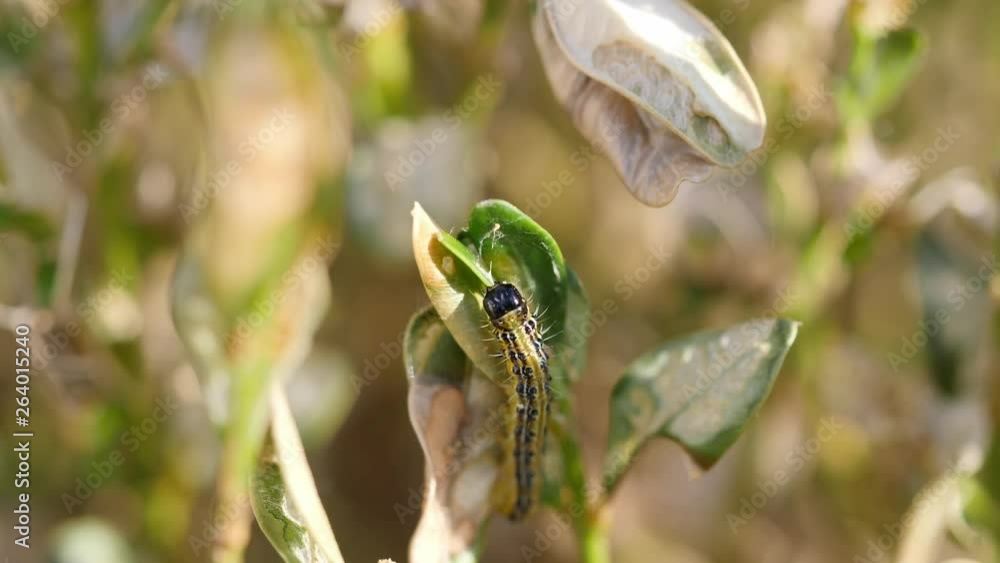 Box Tree moth Caterpillar (Cydalima perspectalis) on a box bush Box Tree moth Caterpillar (Cydalima perspectalis) on a box bush