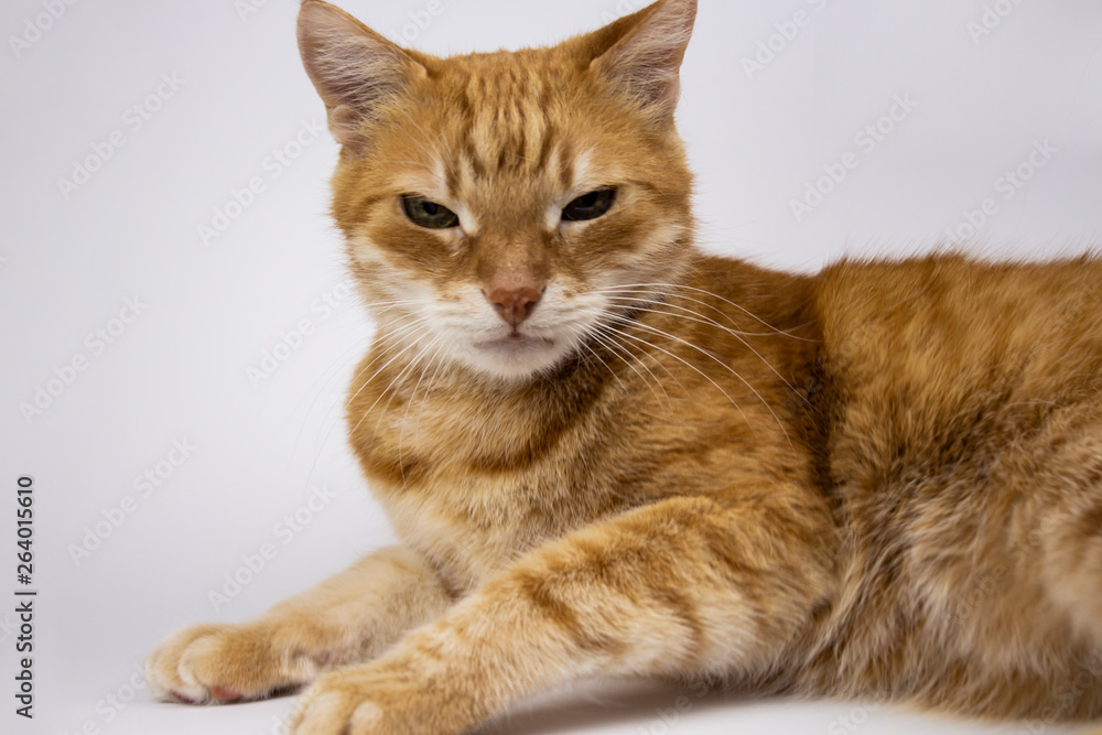 Red cat looks into the camera. Pictures of cats, cat eyes, cat eyes, cute cat, cat drawings, cat drawings against a white background. copy space