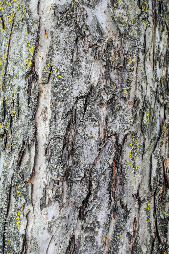 Fototapeta premium tree bark texture