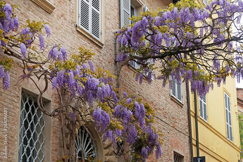 Blooming wisteria near the old walls of the Italian city