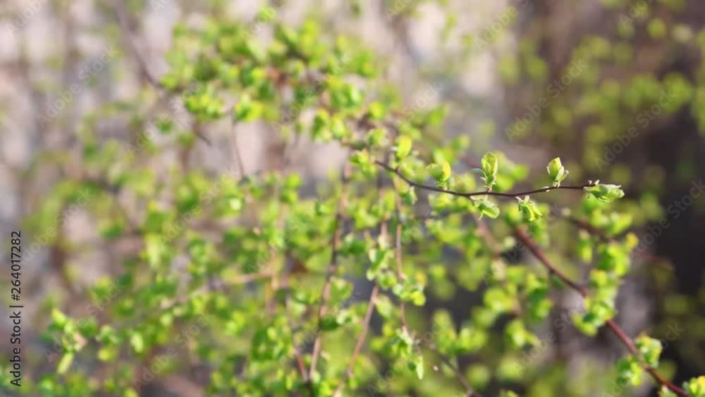 Spring branches with fresh green leaves Spring branches with fresh green leaves