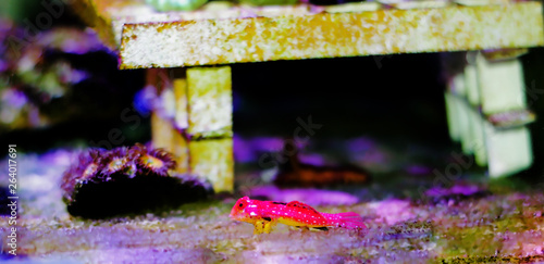 Moyeri Ruby Red Dragonet - (Synchiropus sycorax) photo