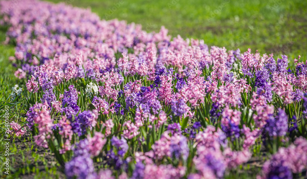 Large flower bed with multi-colored hyacinths, traditional easter flowers, flower background, easter background Large flower bed with multi-colored hyacinths, traditional easter flowers, flower background, easter background