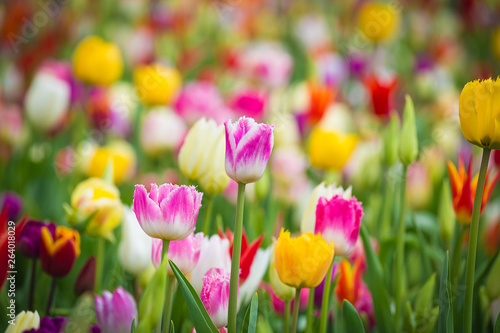 Fototapeta Naklejka Na Ścianę i Meble -  Beautiful bright colorful multicolored yellow, white, red, purple, pink tulips on a large flower-bed in the city garden, close up