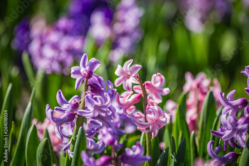 Large flower bed with multi-colored hyacinths, traditional easter flowers, flower background, easter background
