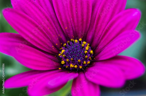 closeup of purple flower