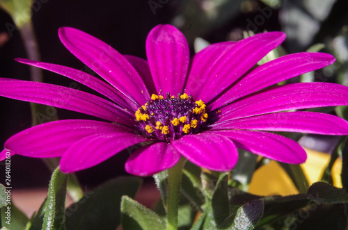 purple flower