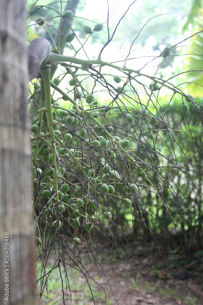 Fototapeta premium Roślina zielona perspektywa