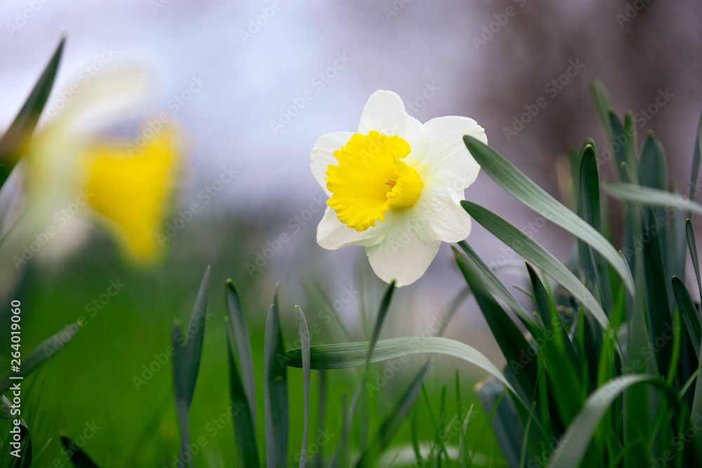 Daffodils in the grass