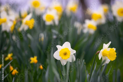 Daffodils in the grass