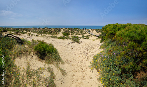 A wooden boardwalk across the dunes leading to El Portil beach  Province Huelva  Andalusia  Spain