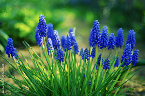 small blue flowers bloom in spring muskari