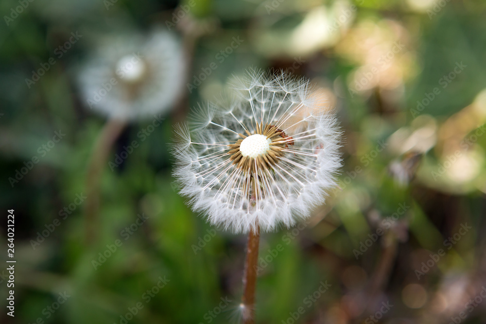 Fototapeta premium close-up of dandelion in a garden