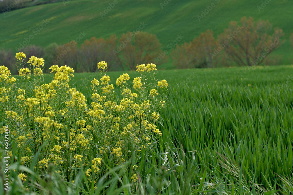 field of yellow flowers,spring,countryside, agriculture, plant, tree, outdoors,beautiful,