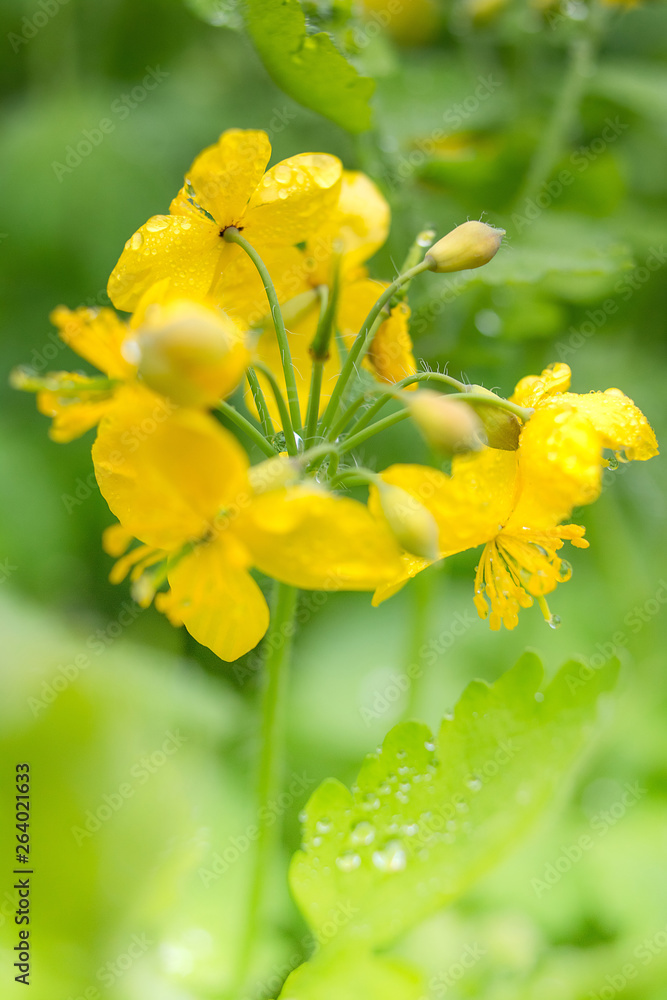 Yellow celandine bokeh shot with space for text Yellow celandine bokeh shot with space for text