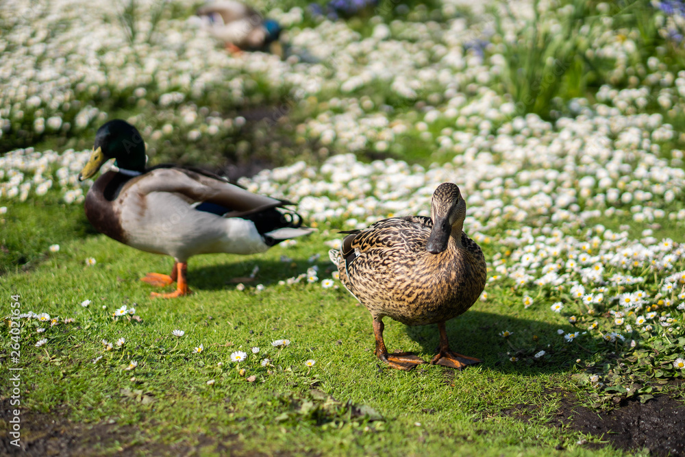 Ducks in a natural wetland environment Ducks in a natural wetland environment