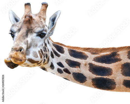 lustige Giraffe guckt quer ins Bild - isoliert