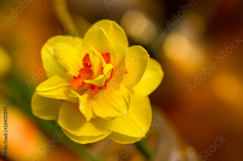 Amazing yellow huge bright daffodils in sunlight