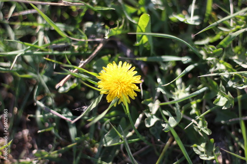 Yellow dandelions in the grass. Bright flowers of dandelion on a background of green spring meadows
