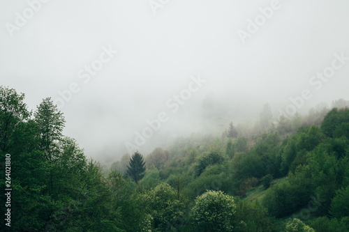 Forest covered with a fog early in the morning. Beautiful nature mountain scenery. Carpathian Mountains, Ukraine, Europe