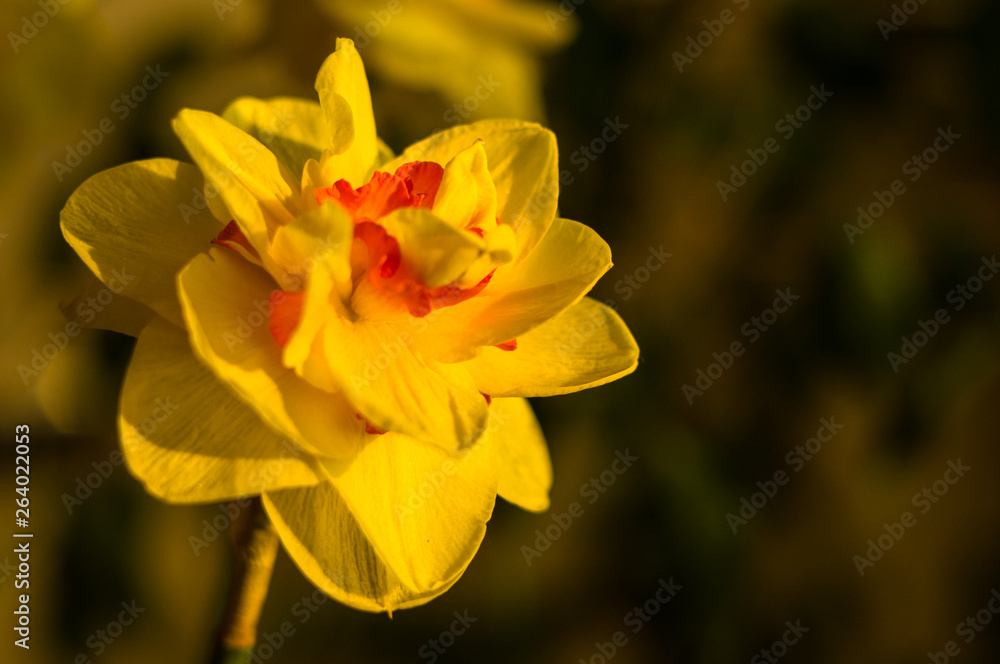 Amazing yellow huge bright daffodils in sunlight Amazing yellow huge bright daffodils in sunlight