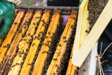 The beekeeper supervises the production of honey in the bee bee. Visible wooden bee frames. Frames are covered with a swarm of bees.