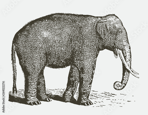 Endangered Indian elephant elephas maximus indicus bull in side view. Illustration after vintage engraving from 19th century