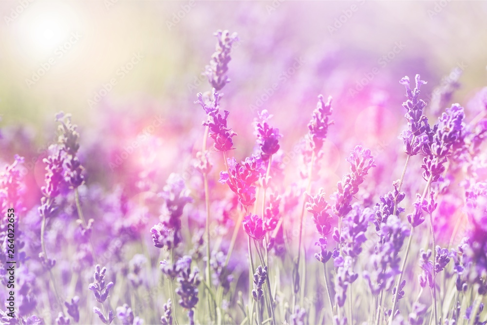 Fototapeta premium Beautiful violet lavender field
