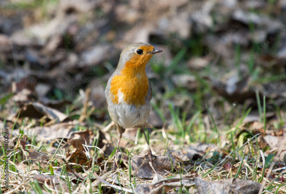 Robin (Erithacus rubecula) on the grass Robin (Erithacus rubecula) on the grass