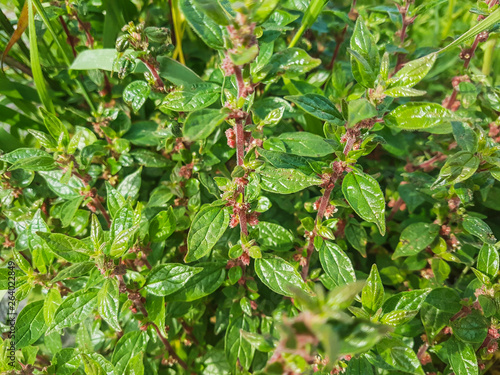 Spreading pellitory or pellitory of the wall